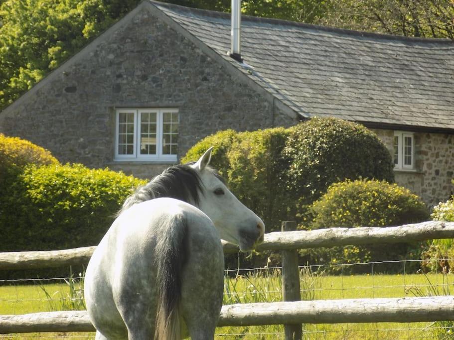 Lower Willsworthy Cottage Tavistock  Eksteriør billede